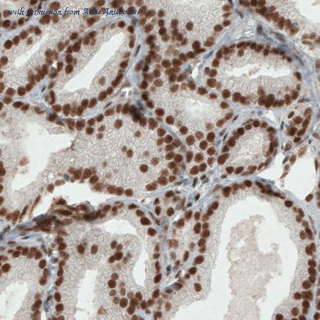 Atlas Antibodies AMAb90872 image 3