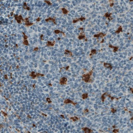 Atlas Antibodies AMAb90874 image 1