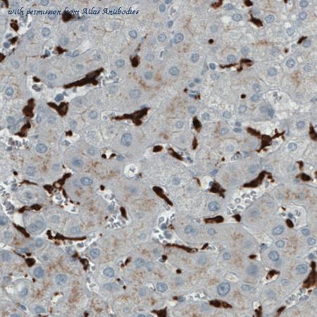 Atlas Antibodies AMAb90874 image 2
