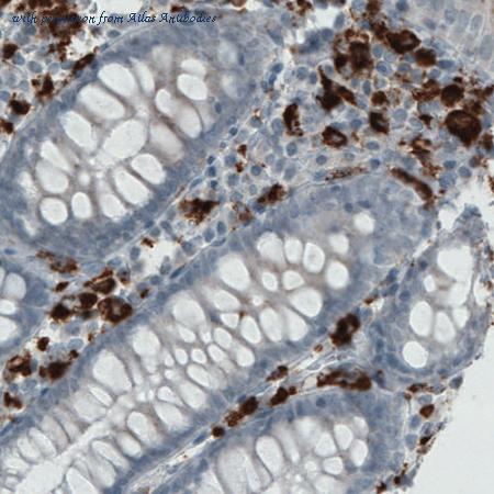 Atlas Antibodies AMAb90874 image 3