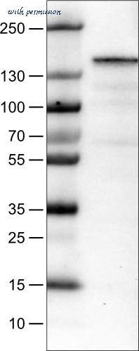 Atlas Antibodies AMAb90887 image 1