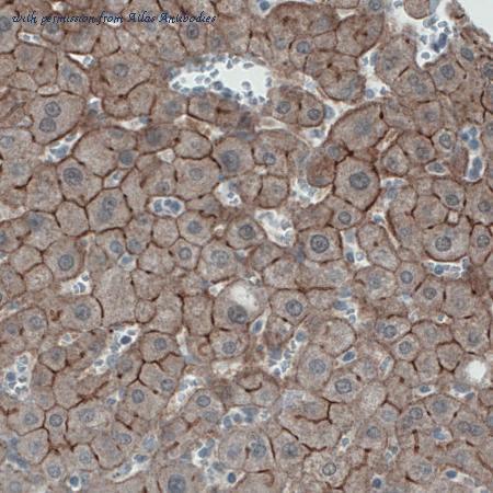 Atlas Antibodies AMAb90890 image 2