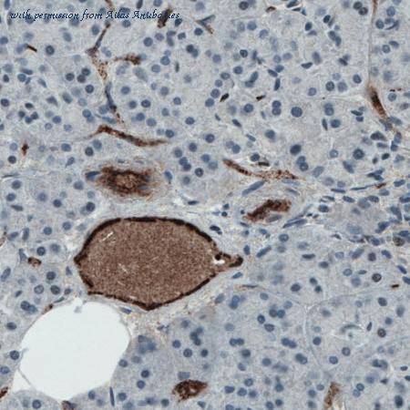 Atlas Antibodies AMAb90928 image 1