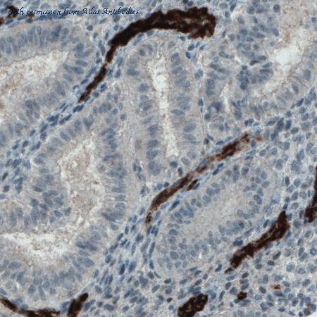 Atlas Antibodies AMAb90928 image 2