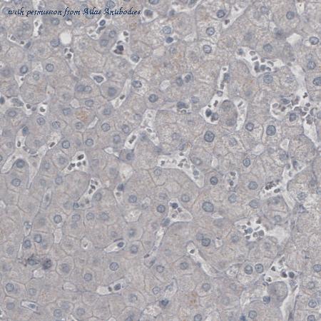 Atlas Antibodies AMAb90947 image 2