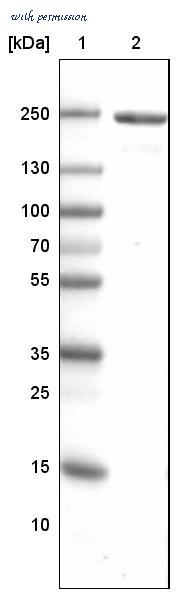 Atlas Antibodies AMAb90947 image 3