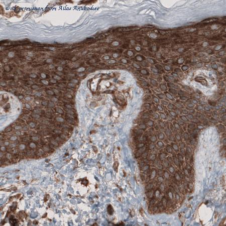 Atlas Antibodies AMAb90971 image 2
