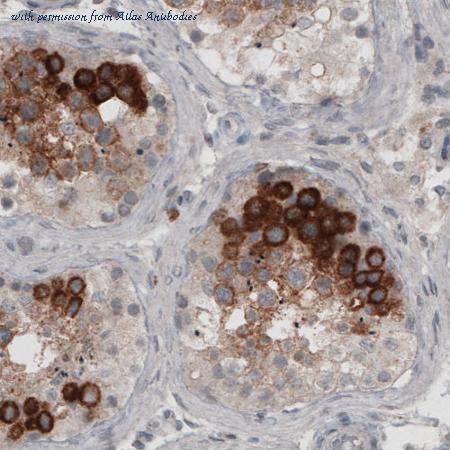 Atlas Antibodies AMAb90987 image 1