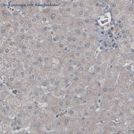 Atlas Antibodies AMAb90987 image 2