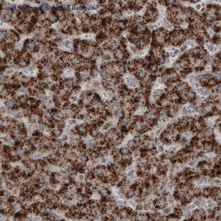 Atlas Antibodies AMAb91024 image 1