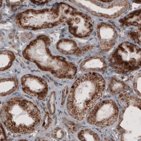 Atlas Antibodies AMAb91024 image 2