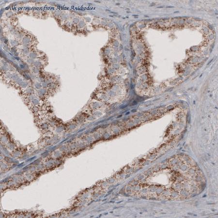 Atlas Antibodies AMAb91024 image 3