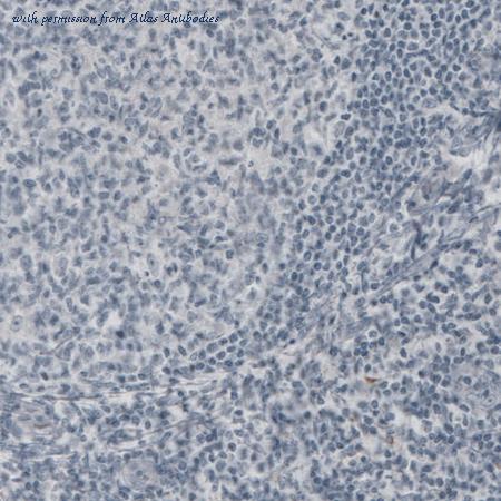 Atlas Antibodies AMAb91025 image 3