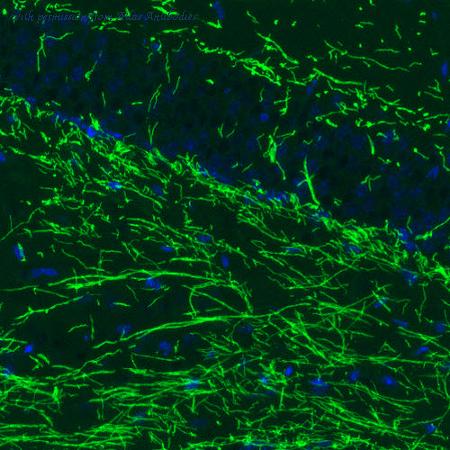 Atlas Antibodies AMAb91064 image 2