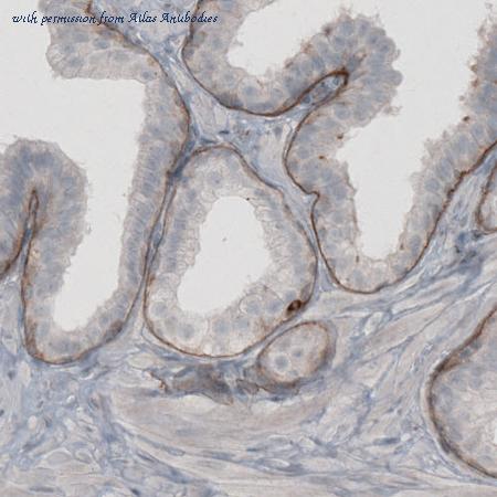 Atlas Antibodies AMAb91098 image 3