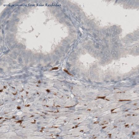 Atlas Antibodies AMAb91116 image 3
