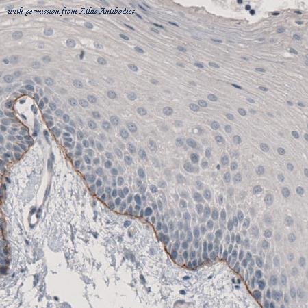 Atlas Antibodies AMAb91123 image 3