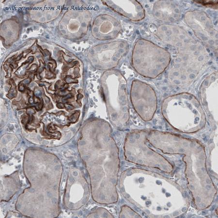 Atlas Antibodies AMAb91124 image 1