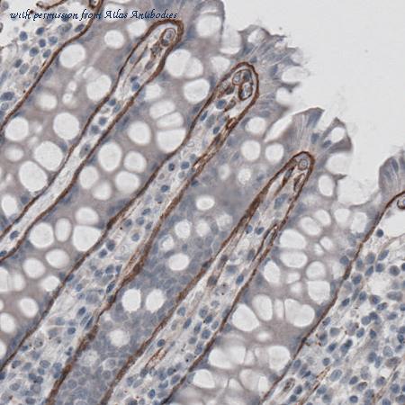 Atlas Antibodies AMAb91124 image 2