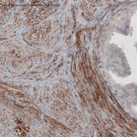 Atlas Antibodies AMAb91133 image 2