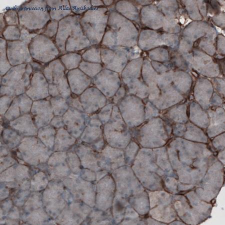 Atlas Antibodies AMAb91133 image 3