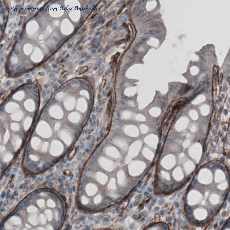 Atlas Antibodies AMAb91138 image 2