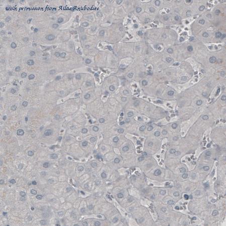 Atlas Antibodies AMAb91141 image 2