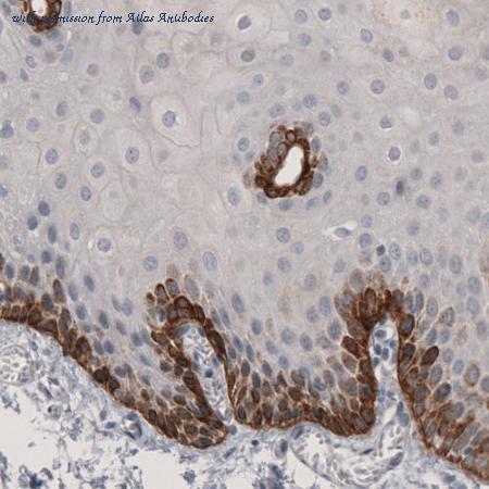Atlas Antibodies AMAb91160 image 2
