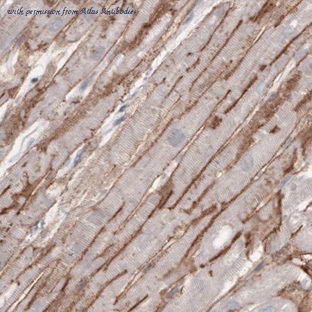 Atlas Antibodies AMAb91166 image 1