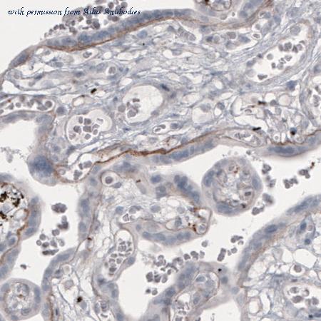 Atlas Antibodies AMAb91166 image 3