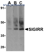 Bio-Rad AHP1784 image 1