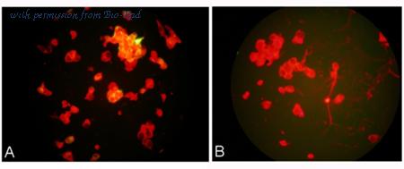 Bio-Rad MCA4674 image 1