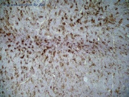 Bio-Rad MCA2874 image 1