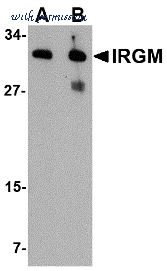 Bio-Rad AHP1887 image 1