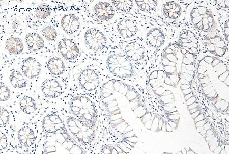 Bio-Rad AHP1920 image 1
