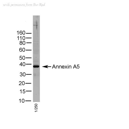 Bio-Rad AHP1924 image 1