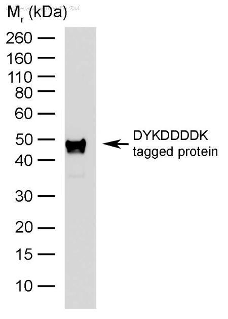 Bio-Rad MCA4764 image 1