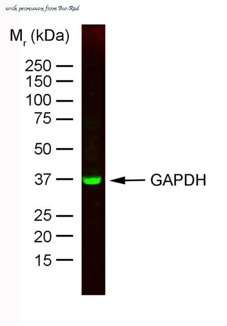 Bio-Rad MCA4739D800 image 1