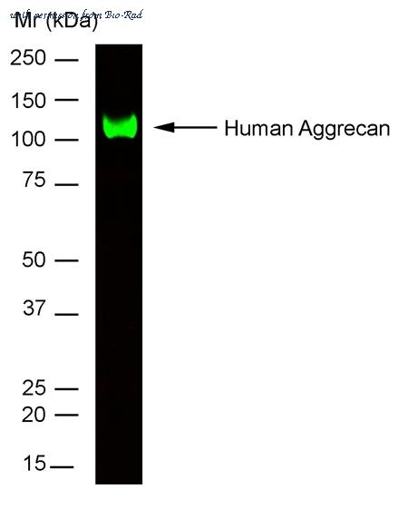 Bio-Rad MCA1454G image 1