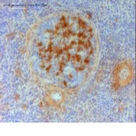 Bio-Rad MCA5681 image 1
