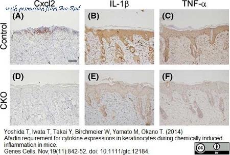 Bio-Rad AAM48 image 1