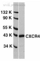 Bio-Rad AHP442 image 1