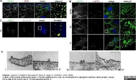 Bio-Rad MCA1856F image 1