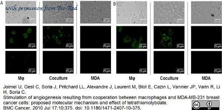 Bio-Rad 103004 image 1