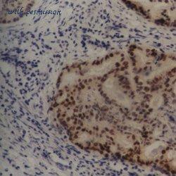 Bio-Rad MCA1709 image 1