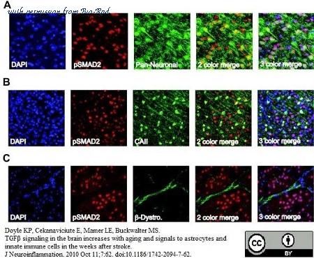 Bio-Rad AHP206 image 1