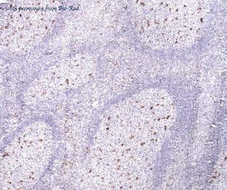 Bio-Rad MCA1815T image 1