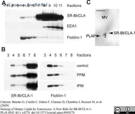 Bio-Rad 0300-1909 image 1