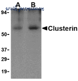 Bio-Rad AHP1011 image 1