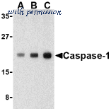 Bio-Rad AHP963 image 1